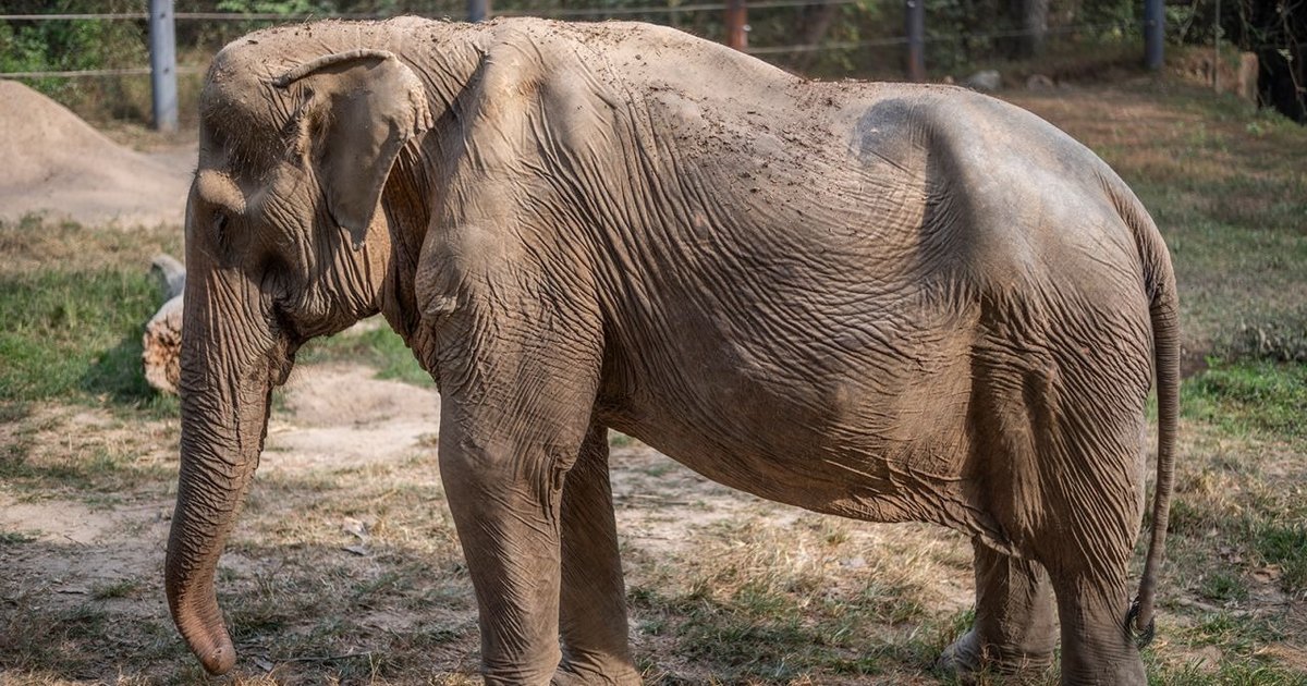 Посмотрите, что туристы сделали с бедной слонихой! Зоозащитники призывают остановить жестокий бизнес 