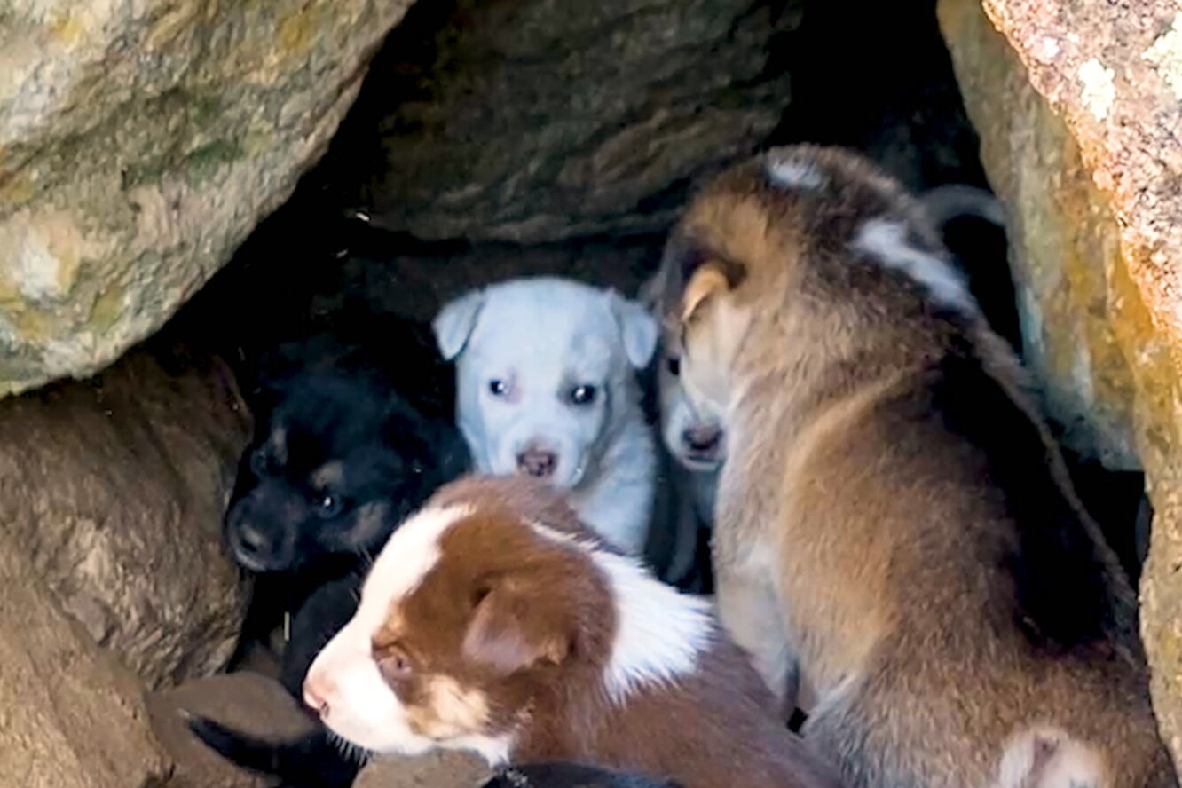 Женщина нашла в пещере сразу 10 щенков! Она спасла всех