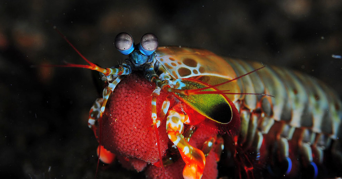 Рак богомол. Рак-богомол (Peacock Mantis Shrimp). Мантис морской. Рак-богомол Oratosquilla Oratoria. Полосатая креветка богомол.