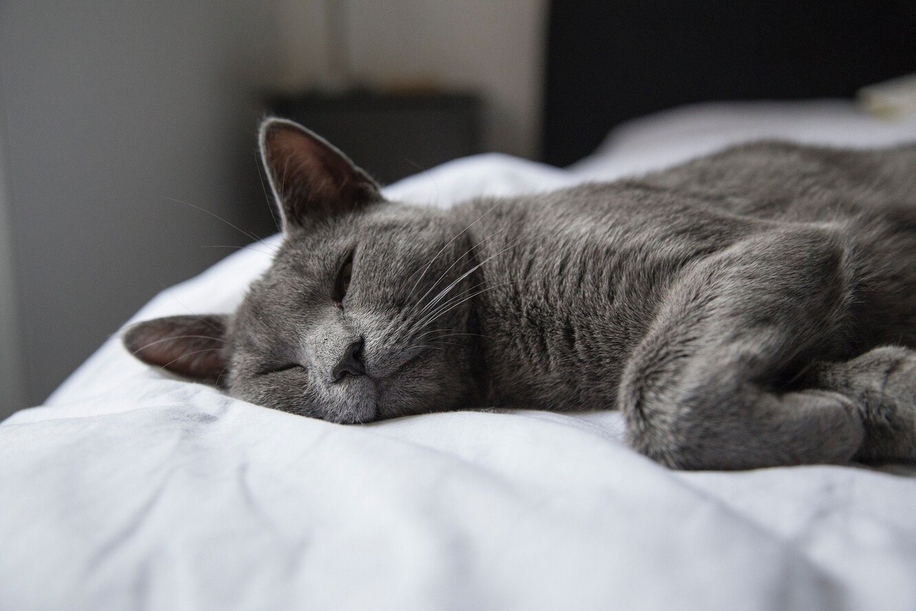 Зачем кошкам так часто и подолгу спать?