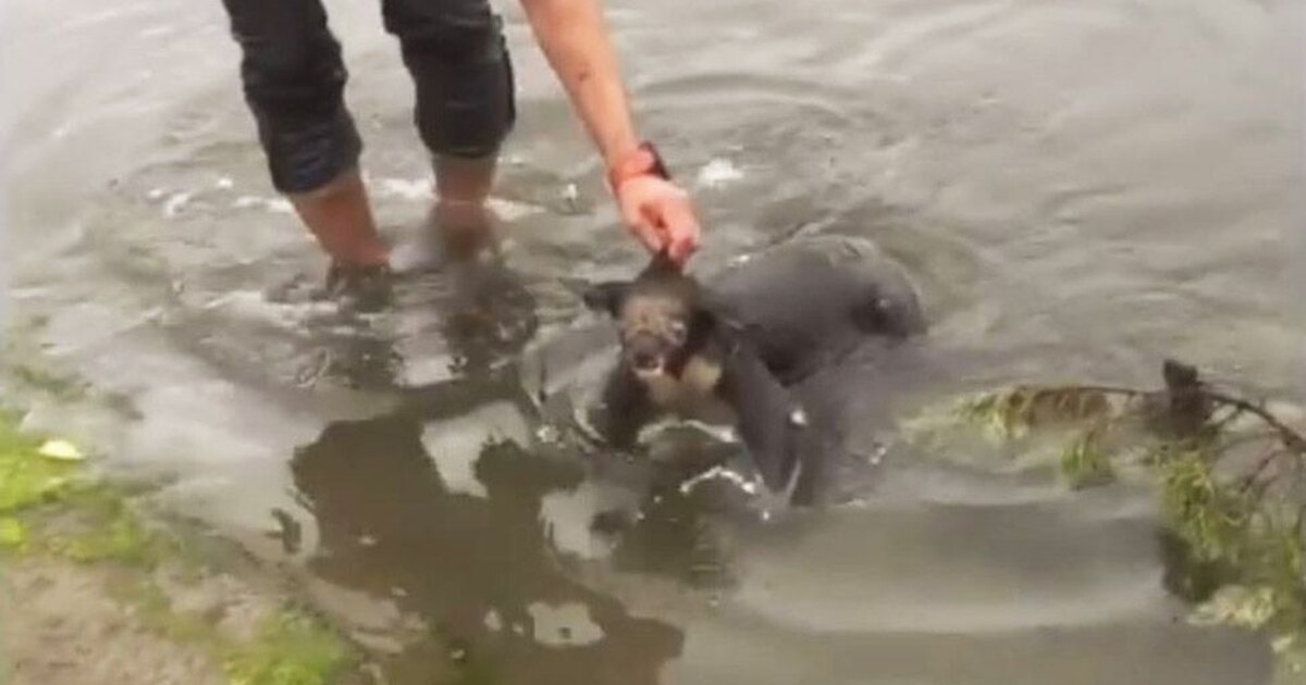 Мужчина прыгнул в воду, чтобы спасти дикую коалу