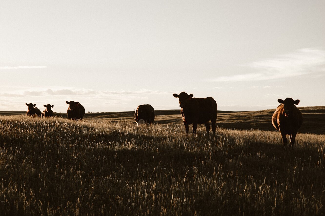В американском штате Канзас погибли тысячи коров из-за сильной жары