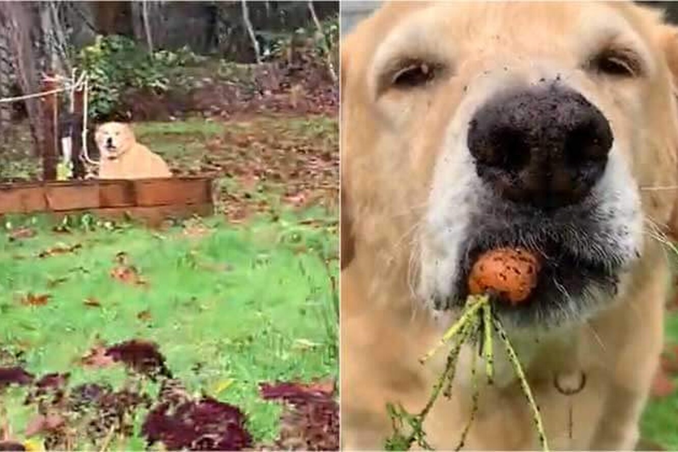 Этот наглый пес перерыл весь огород и съел всю морковь: видео