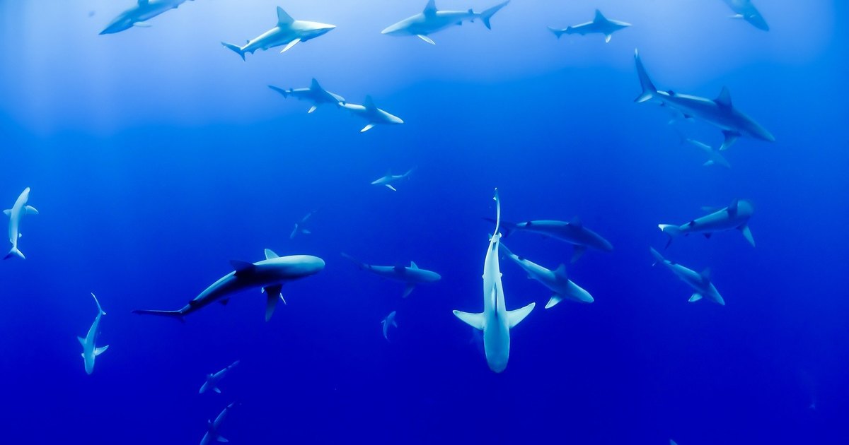 Самый опасный морской хищник: правда ли, что акулы никогда не спят