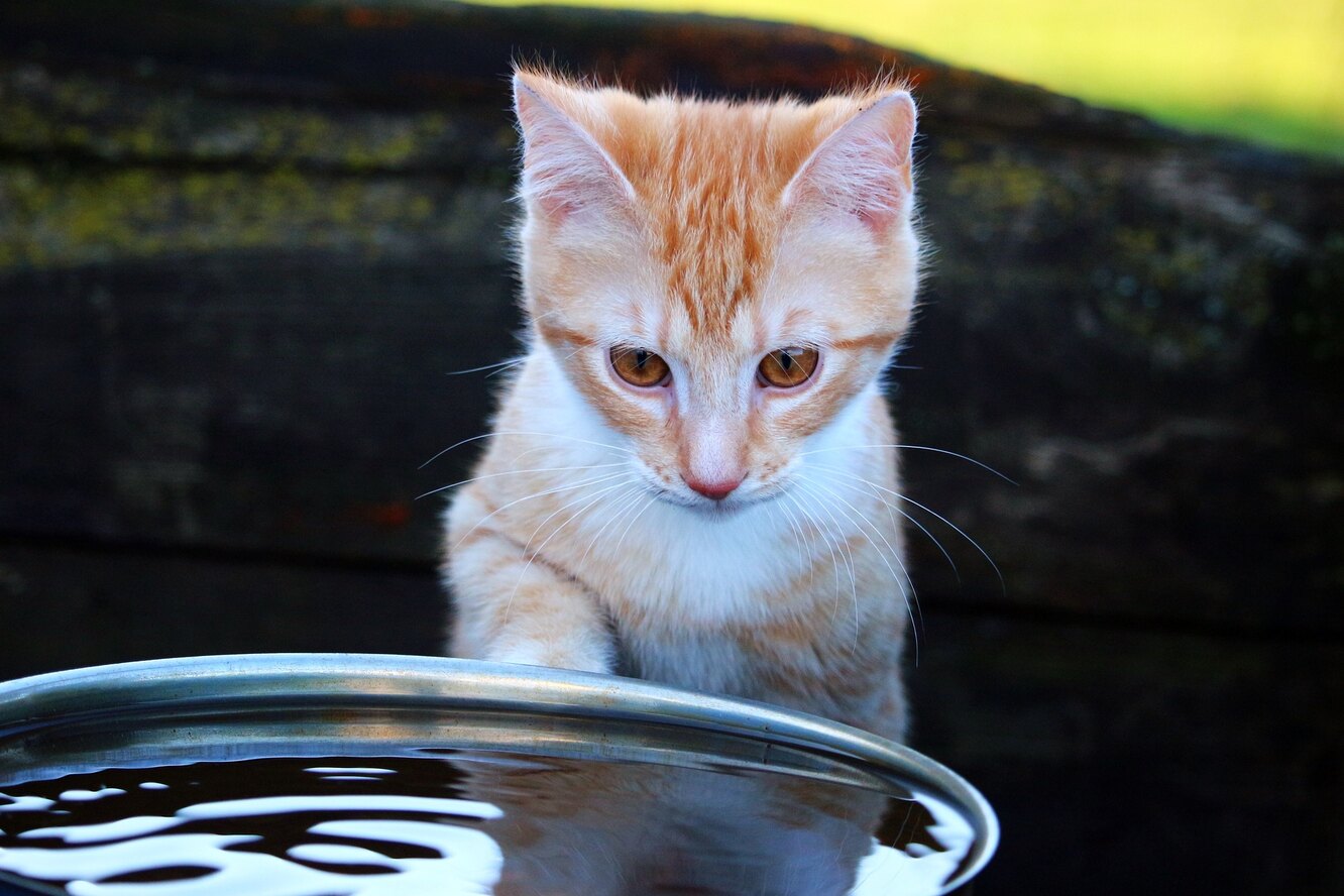 Водяной котик