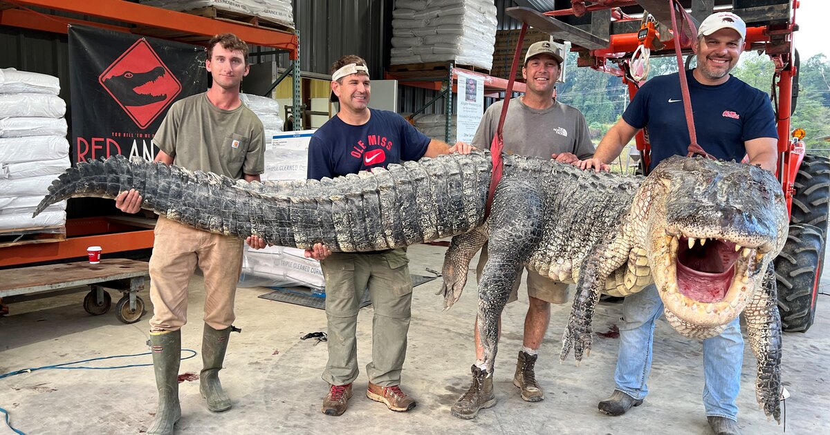 Охотники поймали самого крупного аллигатора Миссисипи. Он весит 364 кг!