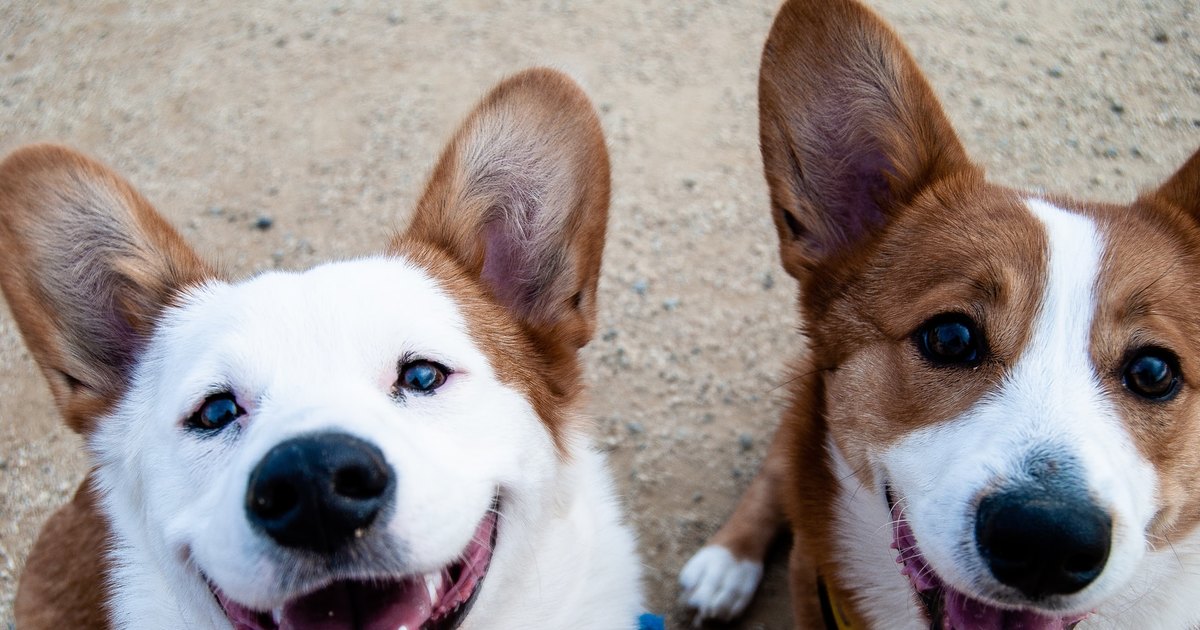 Язык зверей: могут ли собаки понимать лай друг друга