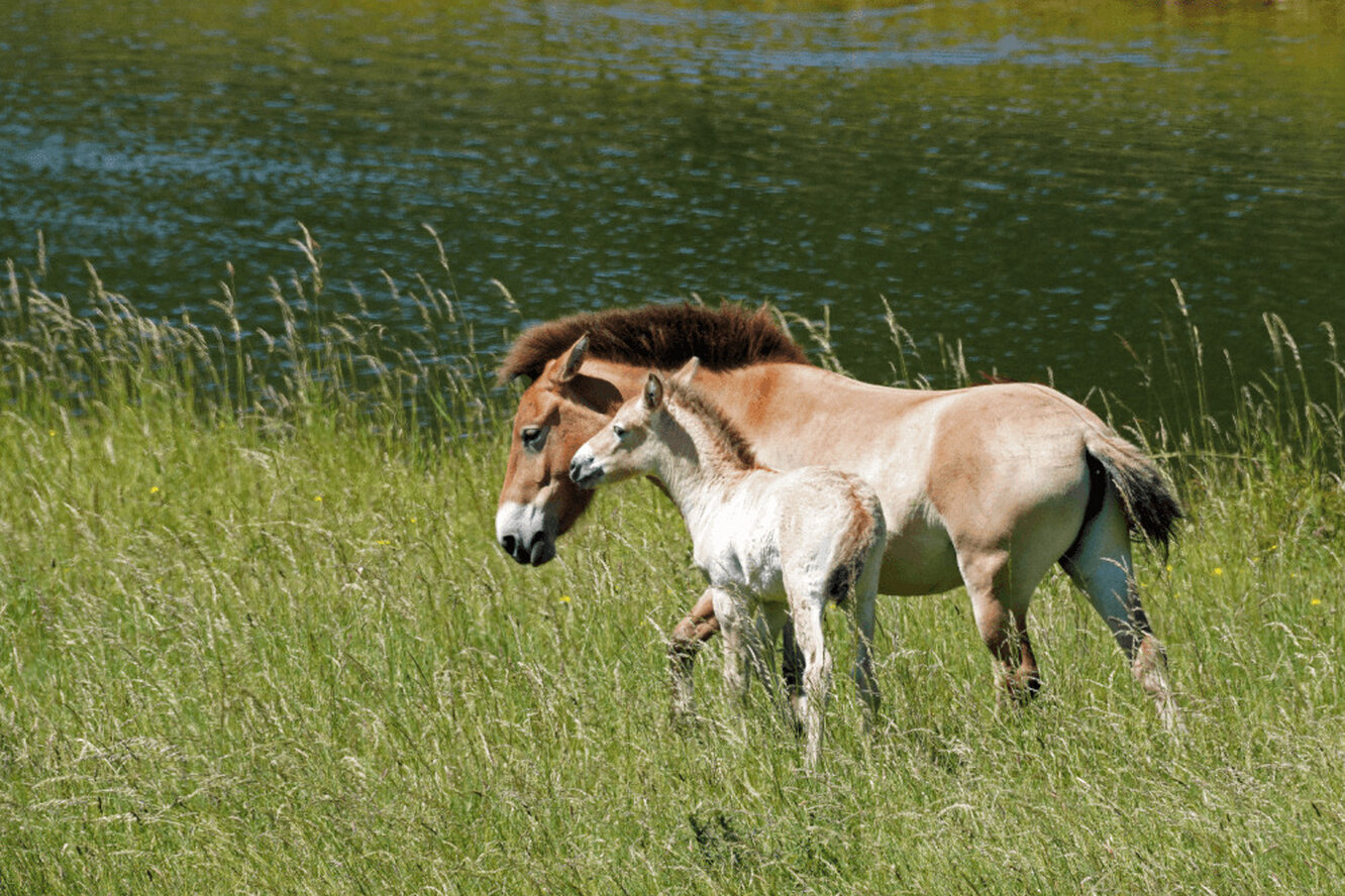 Жеребенок лошади Пржевальского родился в английском зоопарке. В дикой природе этот вид практически вымер