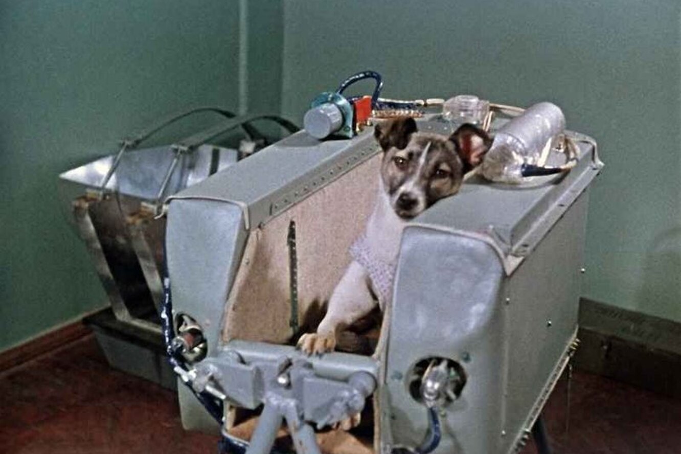 65 лет первому полёту собаки на орбиту Земли: трагическая история, о которой принято молчать