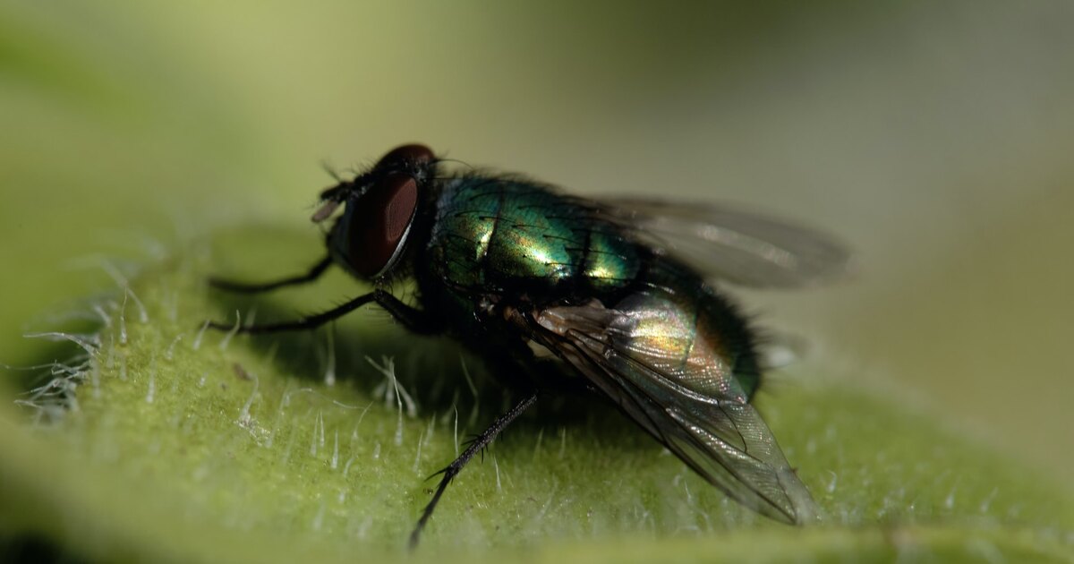 Почему так трудно убить муху?