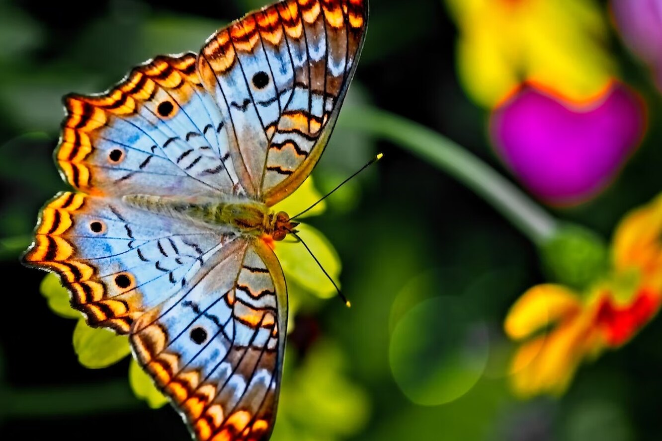 Бабочки «подсказали» экологичную замену традиционным красителям