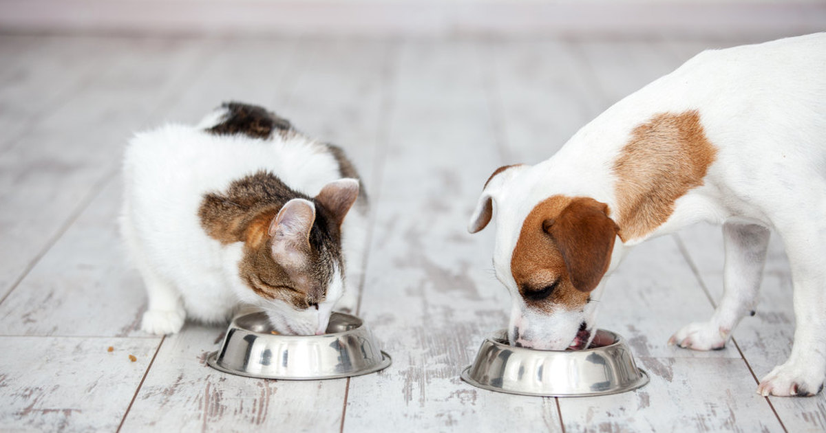 Можно ли кормить кошку собачьим кормом, а собаку — кормом для кошек?