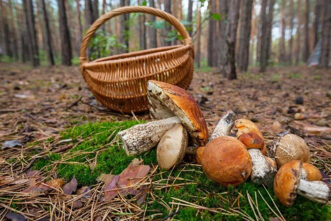 Открываем сезон: 10 съедобных грибов и как их отличить от ложных «братьев»