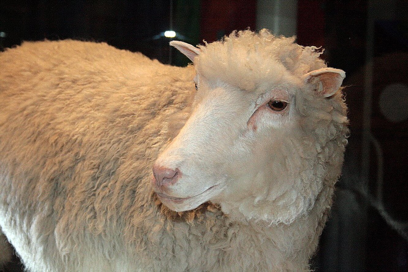 Когда впервые клонировали человека и сколько прожила клонированная овечка Долли: шокирующие факты о биотехнологиях