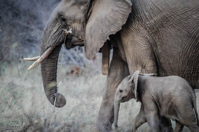 Почему слоны не умеют прыгать: 5 небанальных фактов о животных. Только 47% зоологов в сети знали об этом!