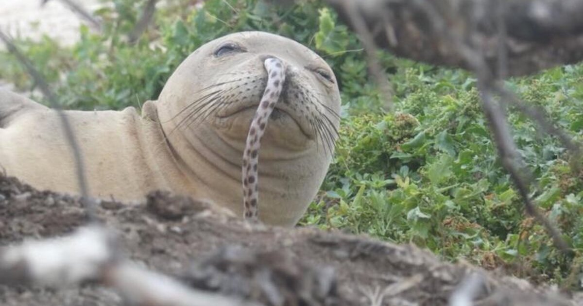 Странное явление: откуда на Гавайях тюлени с угрями в ноздрях