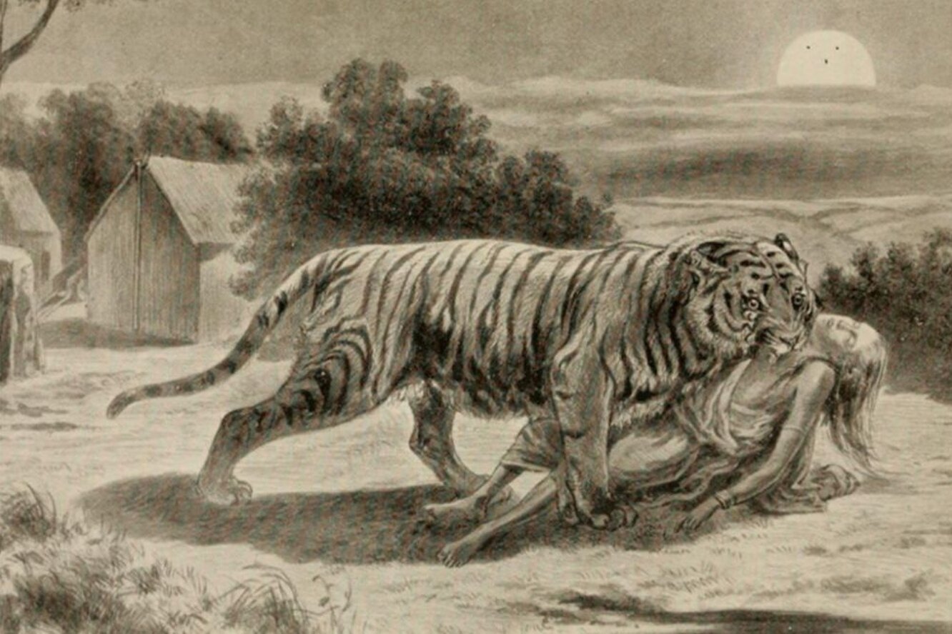 Демон Чампавата: тигрица-людоедка, убившая больше людей, чем любой маньяк в современной истории