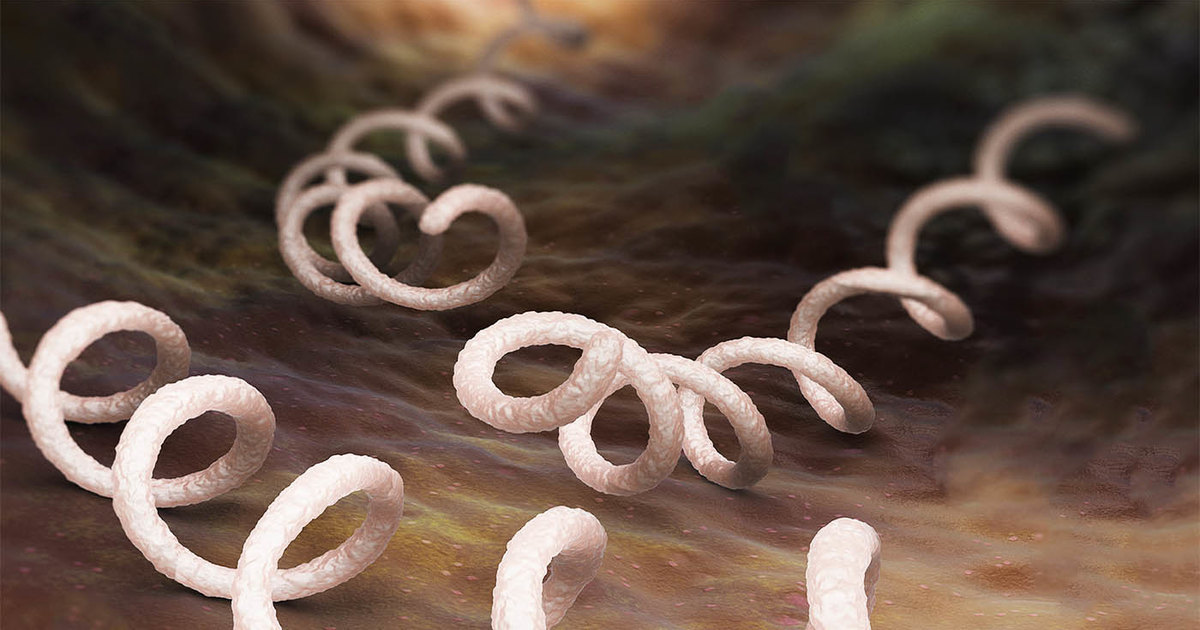 Vibrio cholerae и другие самые опасные для человеческого организма бактерии