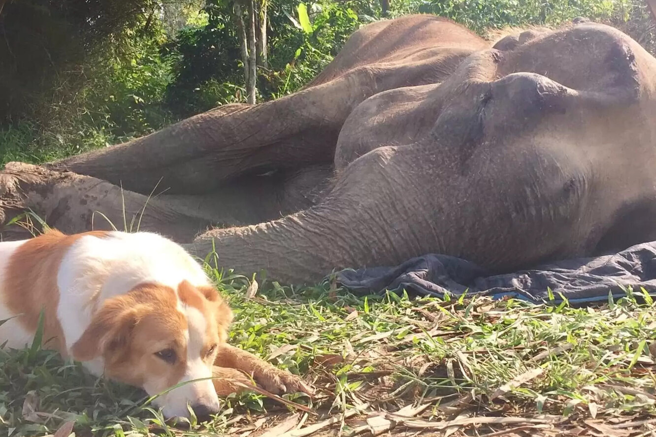 Собака отказывалась покидать своего пожилого друга слона. Она была с ним до самого конца