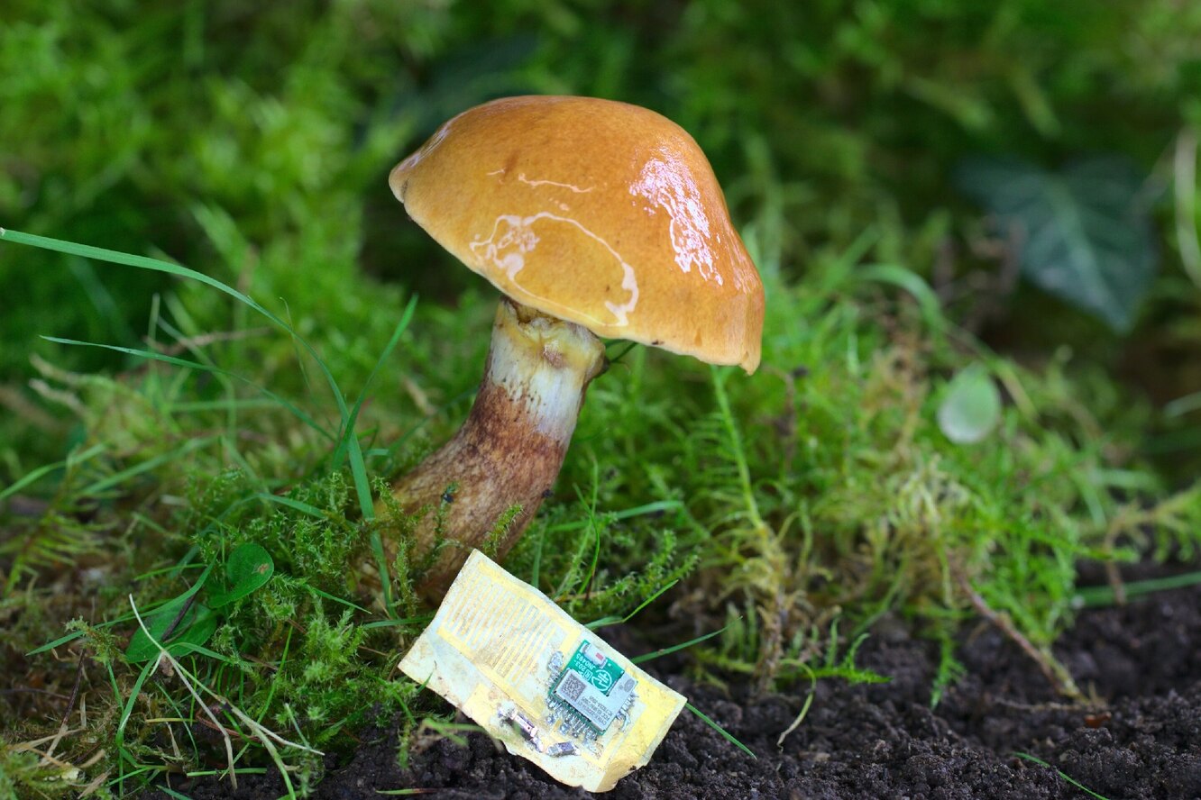 Кожицу грибов можно использовать как биоразлагаемую основу для компьютерных чипов
