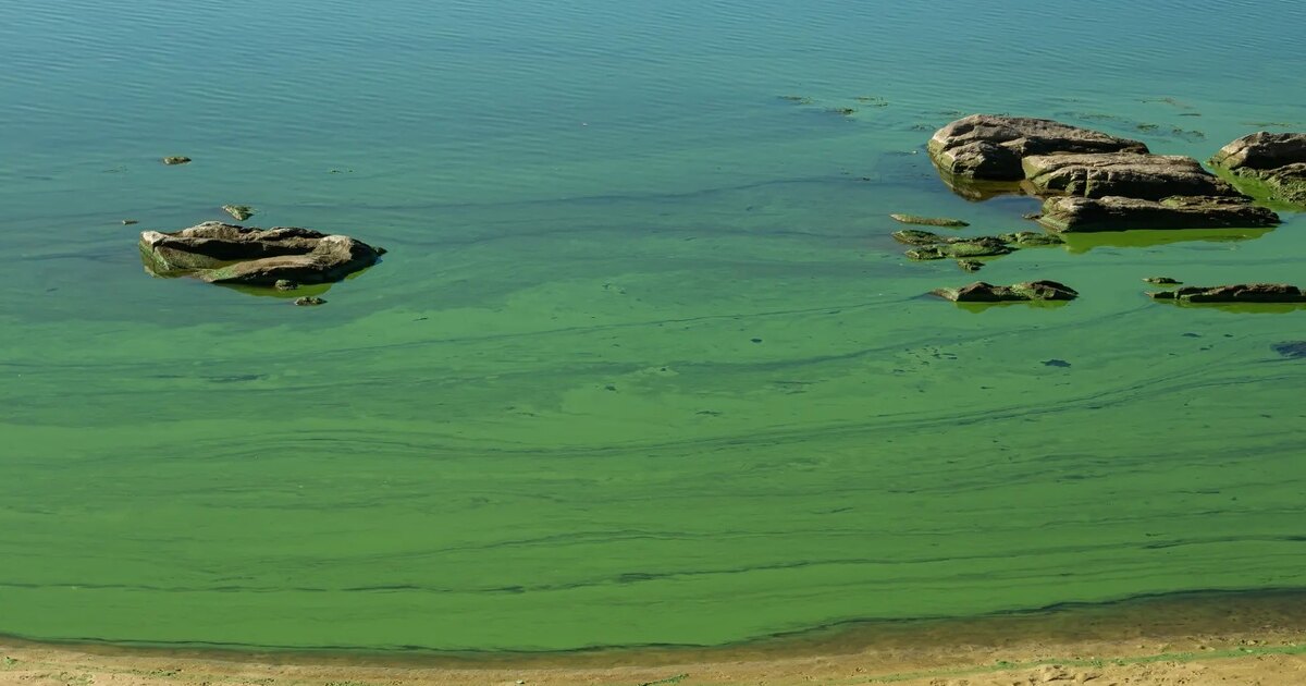 Созданы губки, убивающие опасные цианобактерии в водоемах