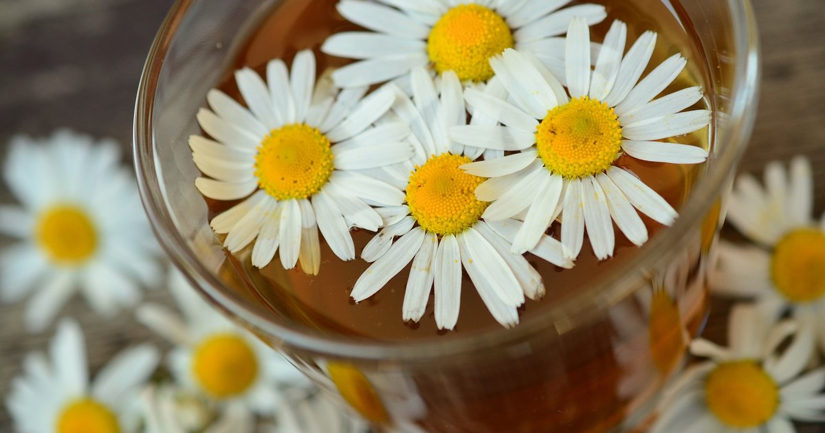 В чем заблуждался Шелдон Купер: так ли хорошо ромашковый чай успокаивает нервы?