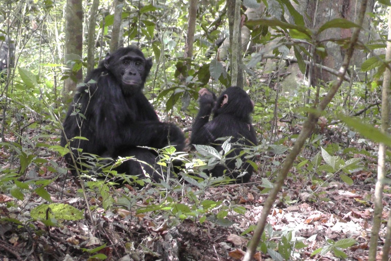 Шимпанзе научились рыть колодцы, чтобы находить чистую воду