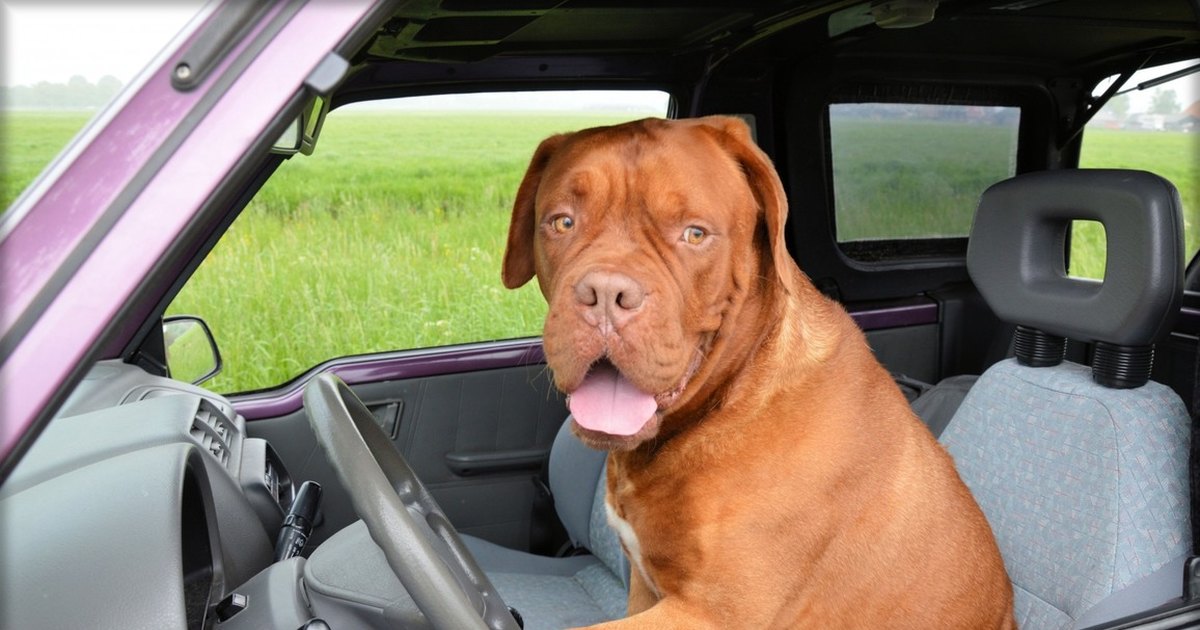 А вы знаете, сколько есть способов возить собаку в машине? 