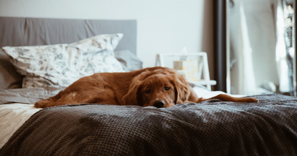 Почему не стоит разрешать собаке спать в вашей кровати: 5 причин