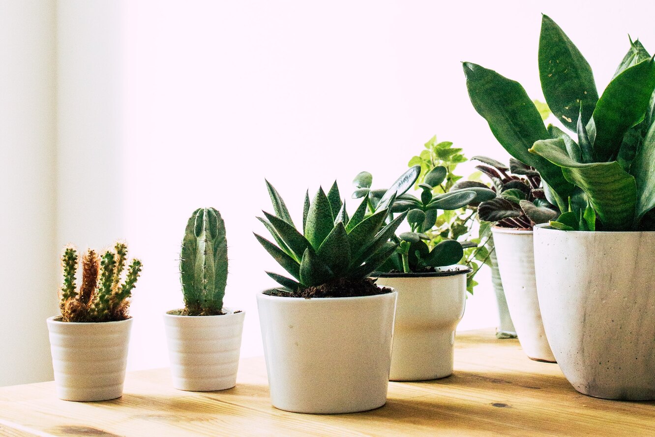 Каждый справится: 10 комнатных растений, которые практически не нуждаются в уходе