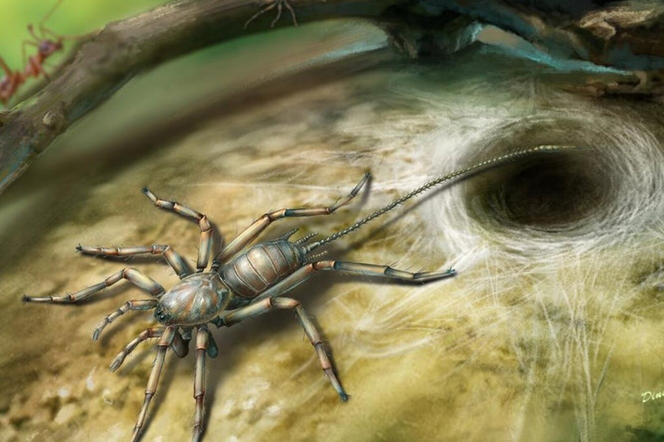 Этого древнего хвостатого паука нашли в куске янтаря