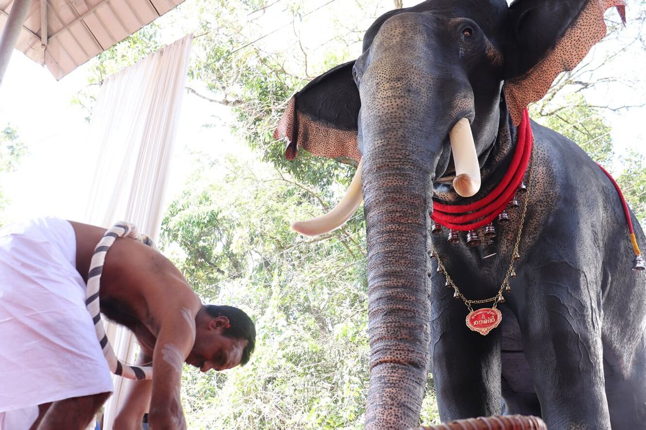 В индийском храме появился робот-слон в натуральную величину: он будет использоваться в церемониях вместо настоящего