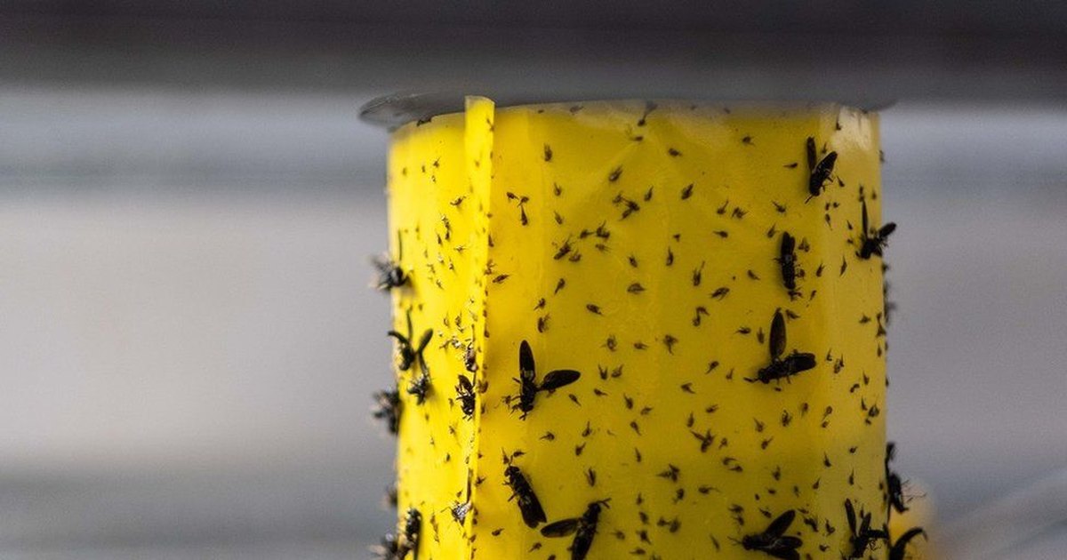 Мясная промышленность будущего: как выглядит производство белка из насекомых