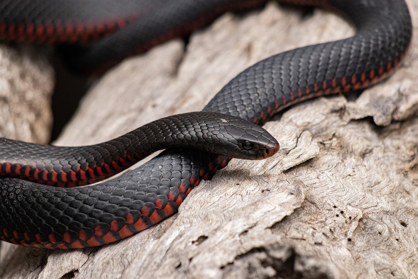 Исследование: гель на основе змеиного яда может остановить кровотечение