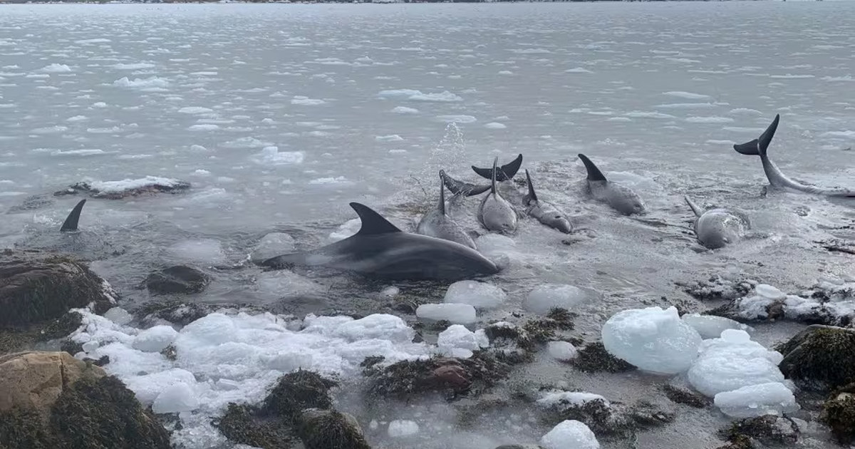 Посмотрите на операцию спасения дельфинов, которые попали в “ледяную ловушку”