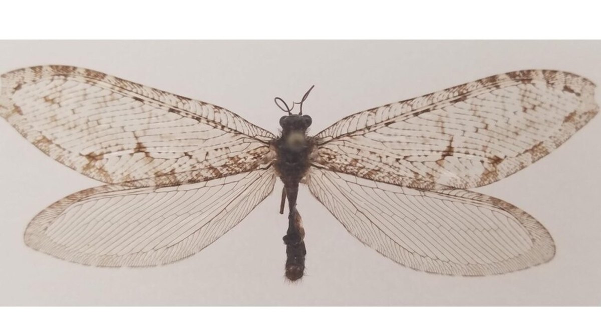 В Арканзасе на стене супермаркета случайно обнаружили насекомое, происхождение которого восходит к Юрскому периоду