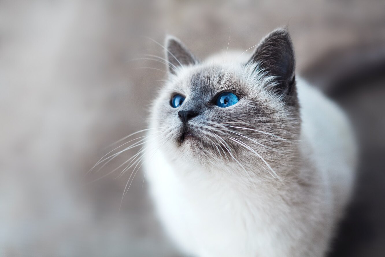 Кошка может определить местонахождение хозяина по звуку — ей совершенно не обязательно вас видеть