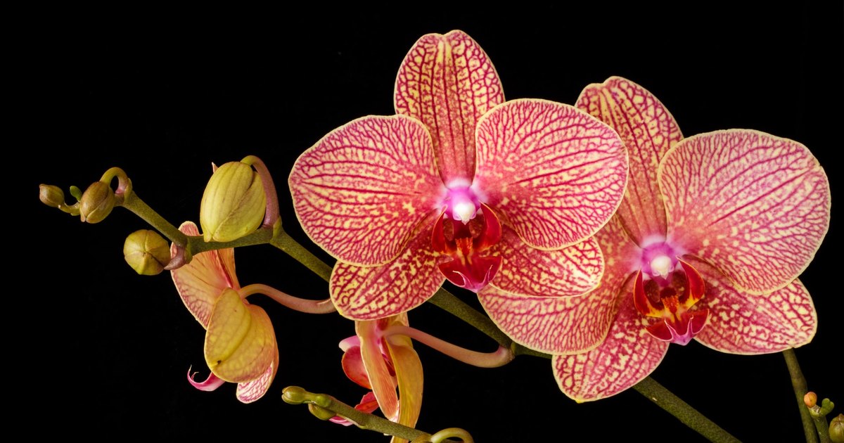 Любителям цветов на заметку: как стимулировать цветение орхидей