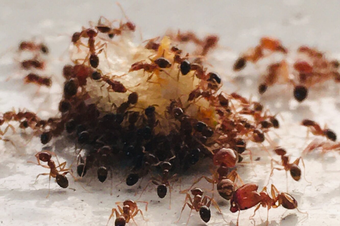 Специалист назвал мощное и дешевое средство, которое заставит муравьев исчезнуть из вашего огорода