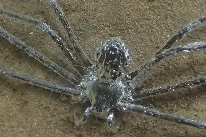 Открыт тропический паук, который научился оставаться в воде аномально долго с помощью «суперспособности»